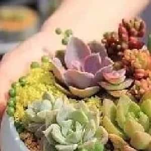 会员头像