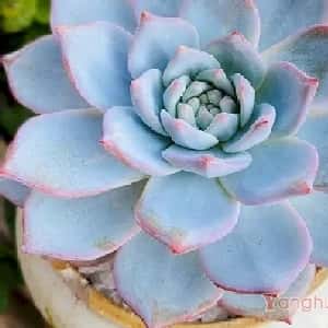 江云晟的头像