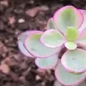 严承逸的头像
